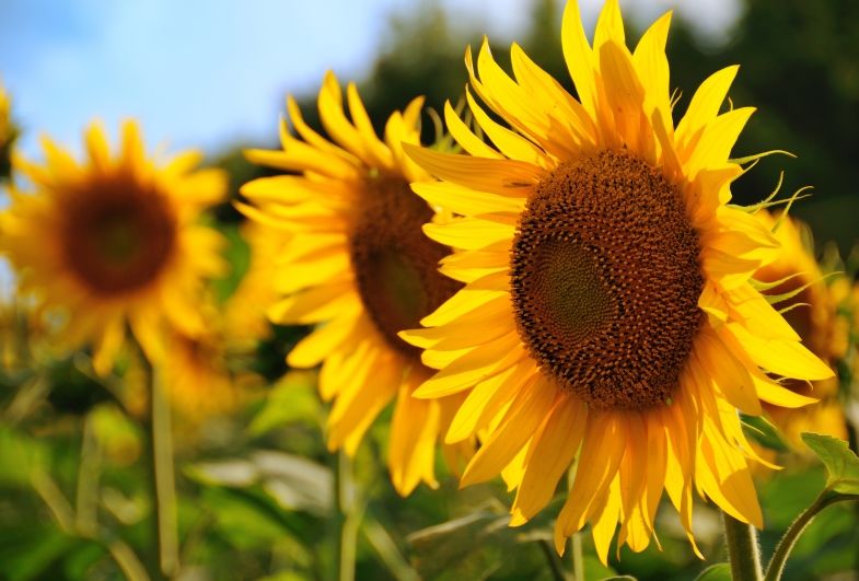 I will sell Baking grade sunflower seeds