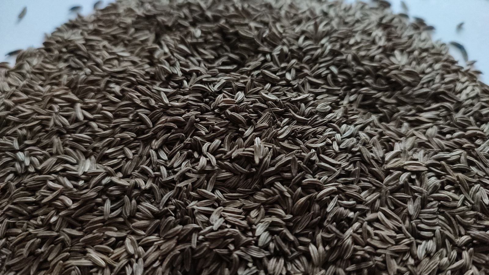 Good quality caraway seeds