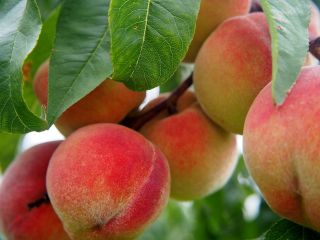 One of Greece's top producers of peaches, kiwi, nectarines,