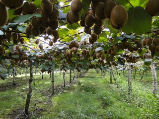 One of Greece's top producers of kiwi, nectarines, apricots,