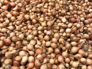 Hello I have Sturon Stuttgarter Karmen onions for sale