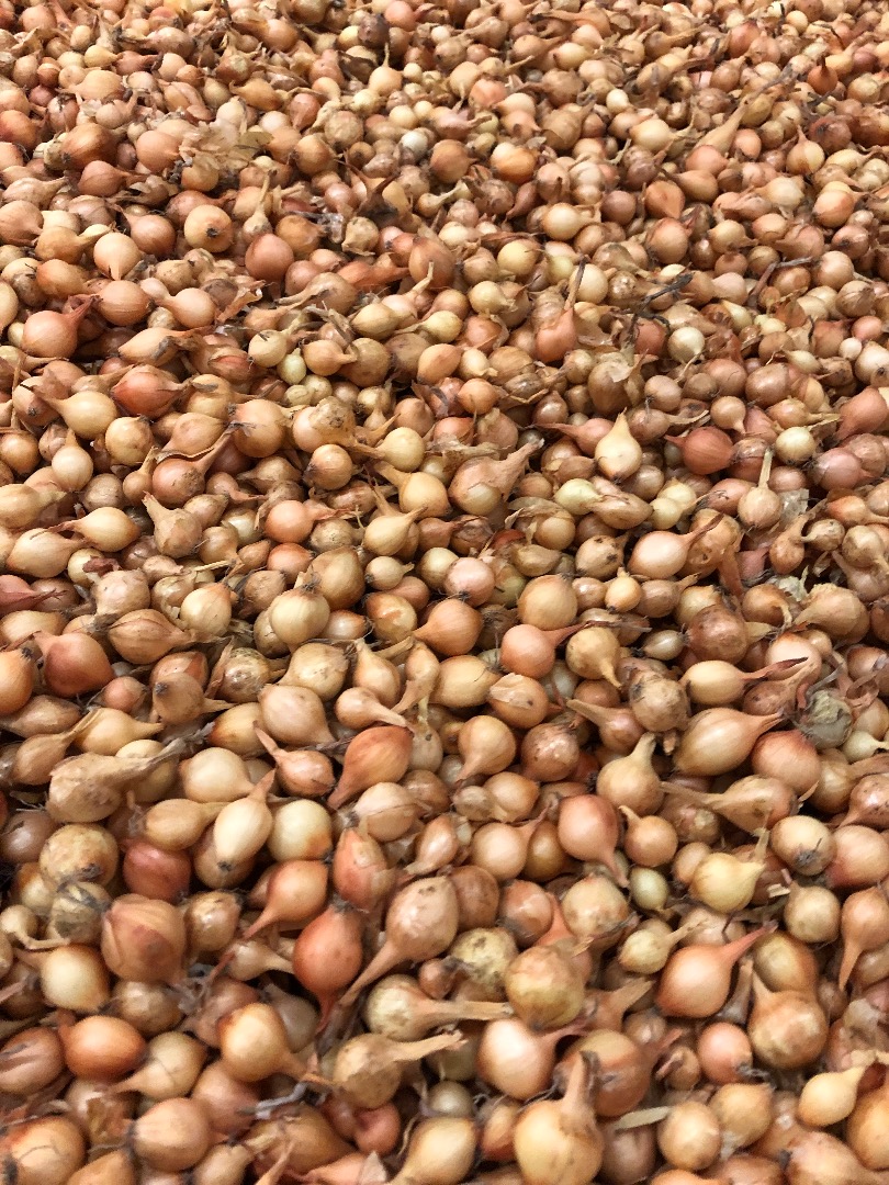 Hello I have Sturon Stuttgarter Karmen onions for sale Size 10/21 price from € 1.5 kg packed in 10 kg bags or 1000 kg big bag pickup in Holland Minimum order