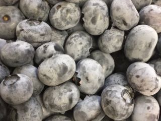 Blueberries with a whitish-gray coating, hand-picked, large, very sweet.