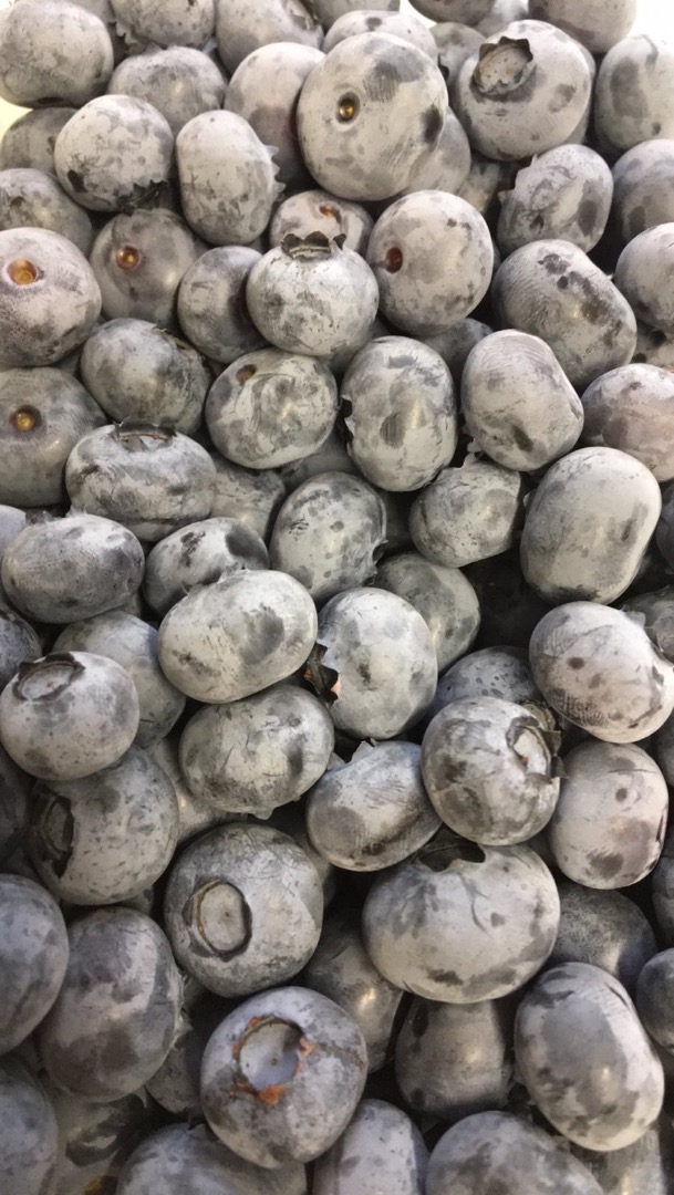 Blueberries with a whitish-gray coating, hand-picked, large, very sweet