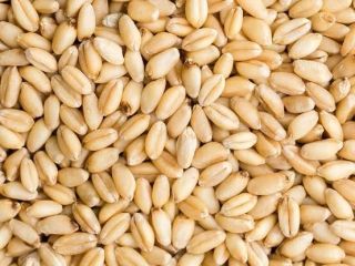 We can supply you with good quality wheat Specifications: