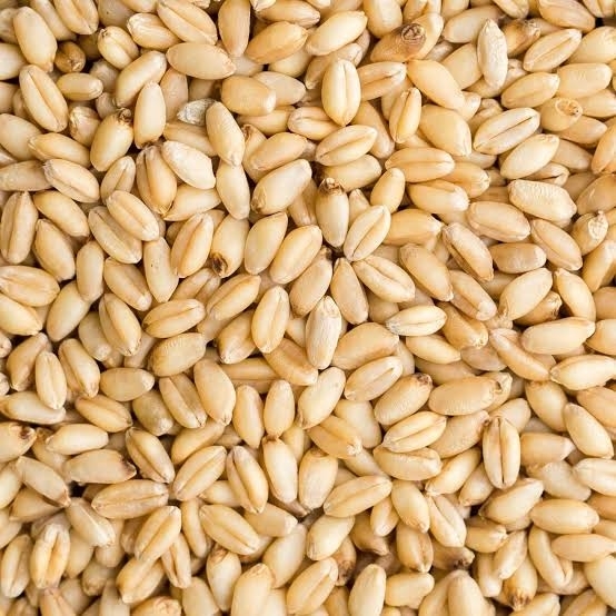 We can supply you with good quality wheat Specifications: 1