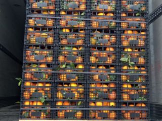 Lemons, oranges and clementines, fresh from the tree. Bulk