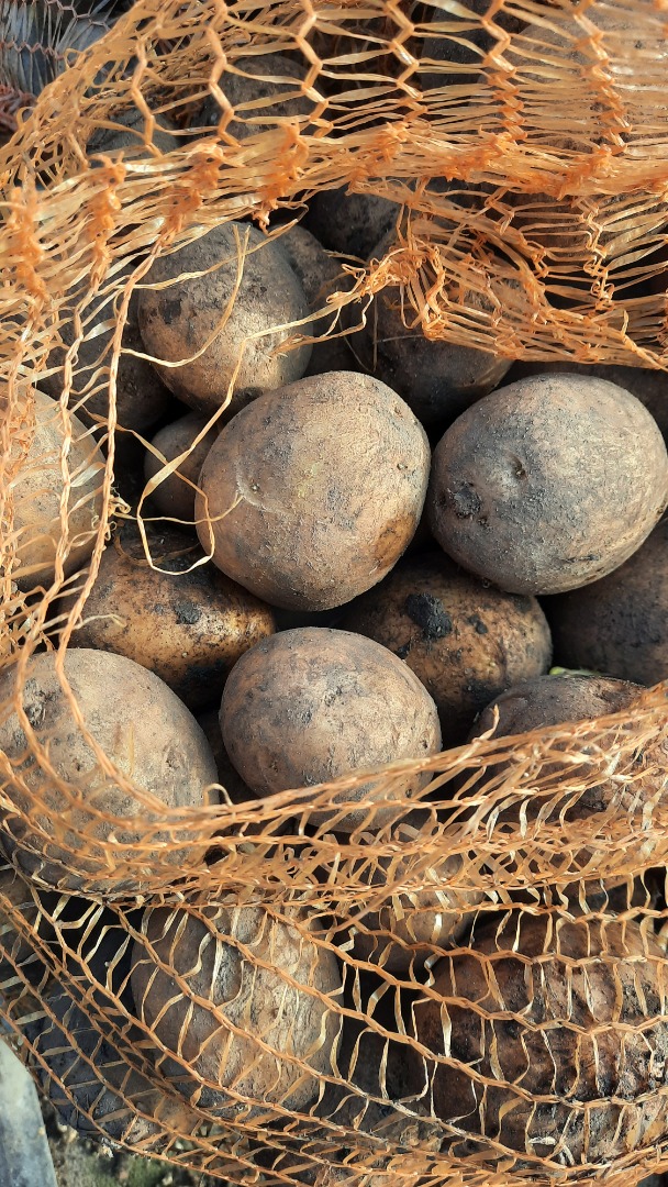 Gala and Red Lady edible potatoes packed in 12 kg bags