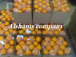 We offer fresh orange with the following specifications :