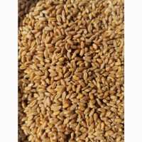 We will sell wheat in large batches of 2, 3, 4 classes
