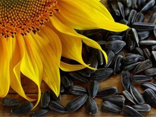 I am selling sunflowers, first quality, price 4 lei