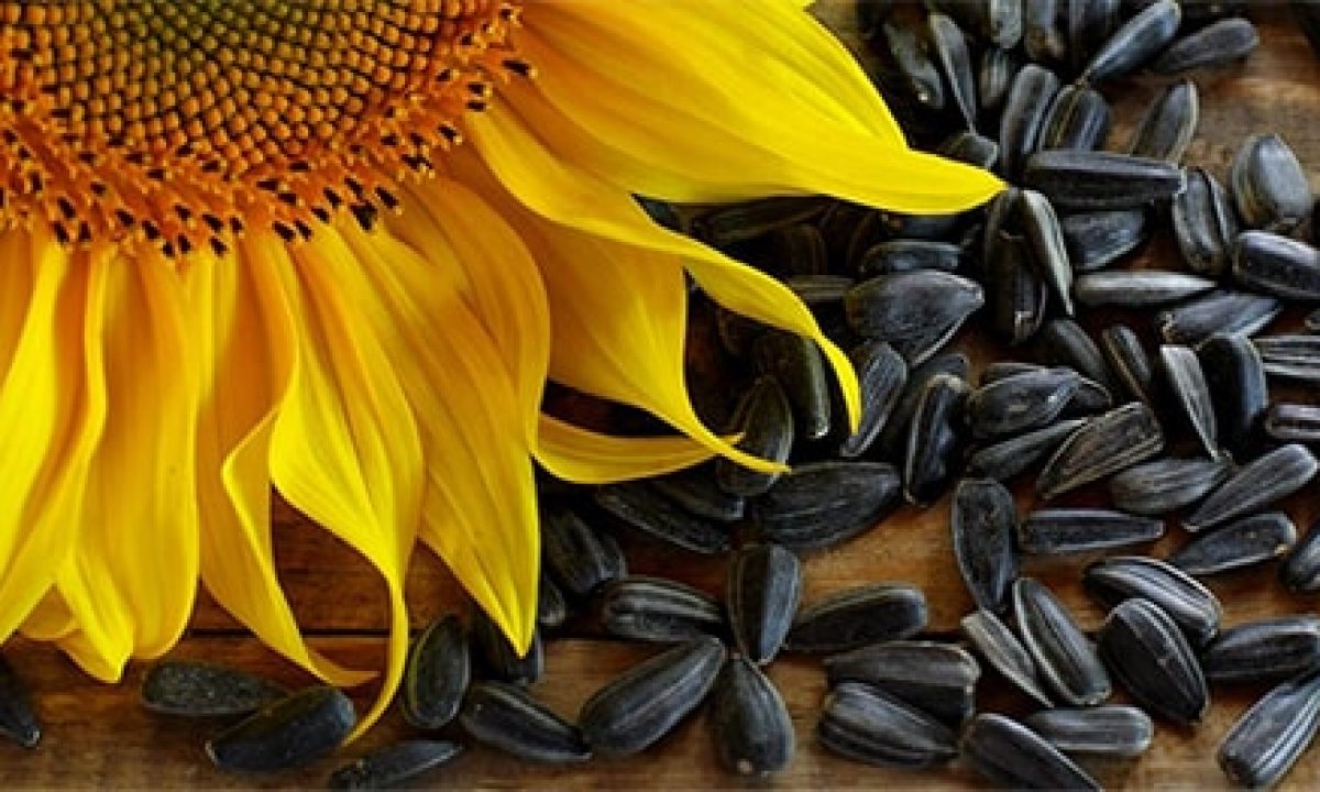 I am selling sunflowers, first quality, price 4 lei per kg, negotiable, quantity 50-60 tons, the flower is stored in a grain silo
