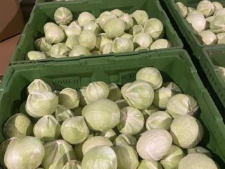 I will sell white cabbage Truck quantities Very nice