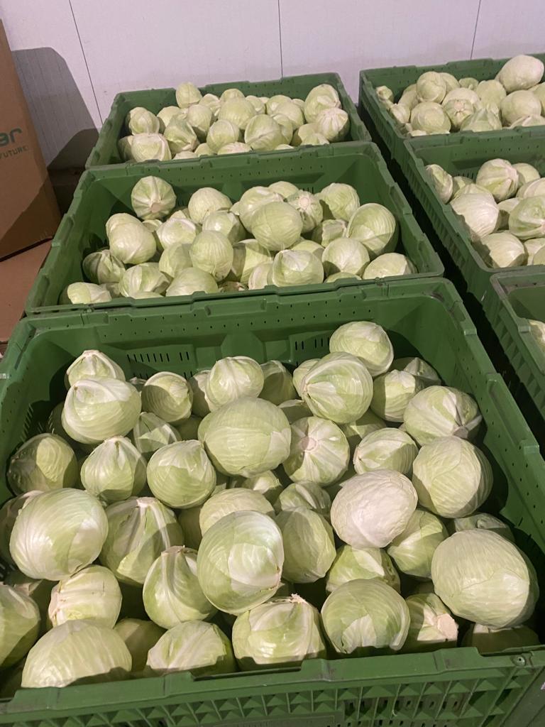 I will sell white cabbage Truck quantities Very nice goods I have a global GAP certificate I also offer red cabbage, Savoy cabbage, Chinese cabbage, apples and