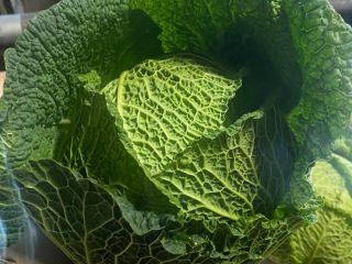 Savoy cabbage for sale I have truck quantities The
