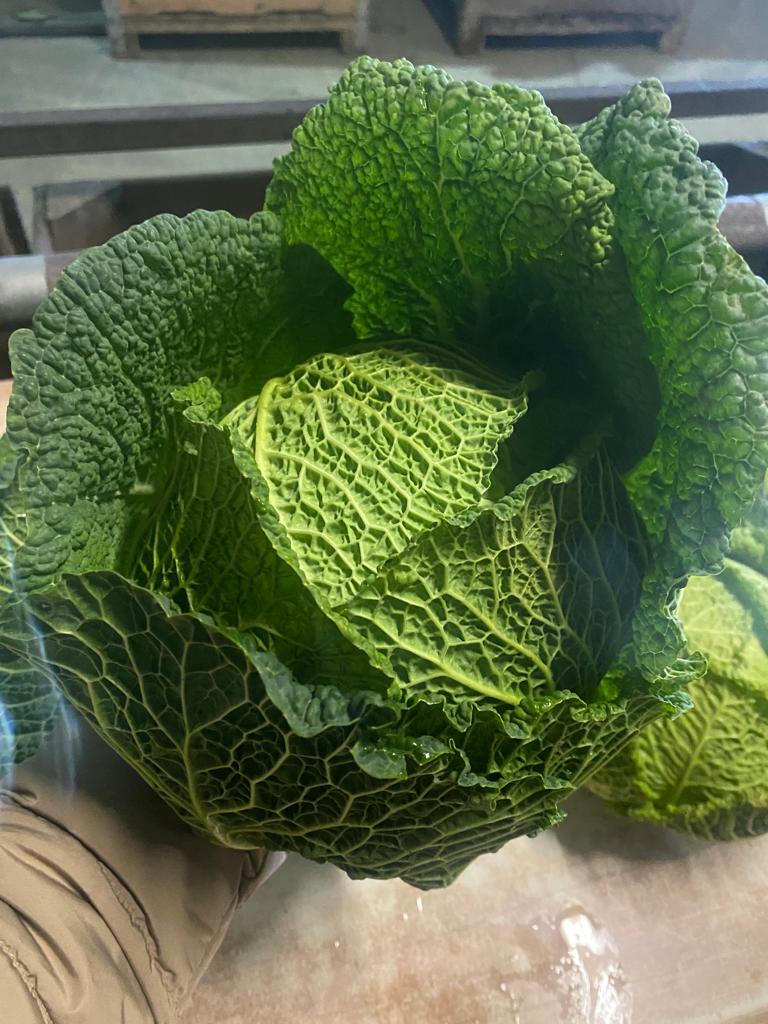 Savoy cabbage for sale I have truck quantities The goods are very nice I also have white cabbage, red cabbage, Chinese cabbage and apples