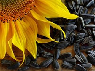 We are buying STAS sunflower seeds, the price offered