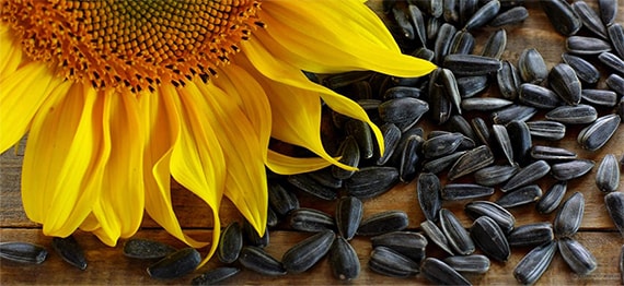 We are buying STAS sunflower seeds, the price offered is for delivery to our headquarters in Agigea - Constanta (it is not in the port)