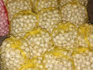 Spring homemade garlic. About 500 kg.