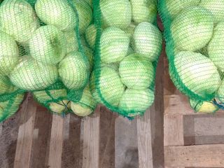I will sell cabbage Gintama F1 For processing, frispiac