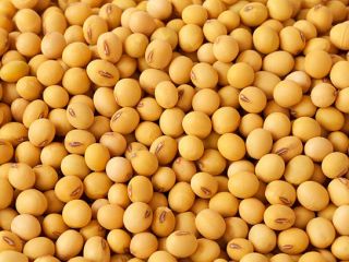 We buy sunflower seeds and soybeans in large quantities.