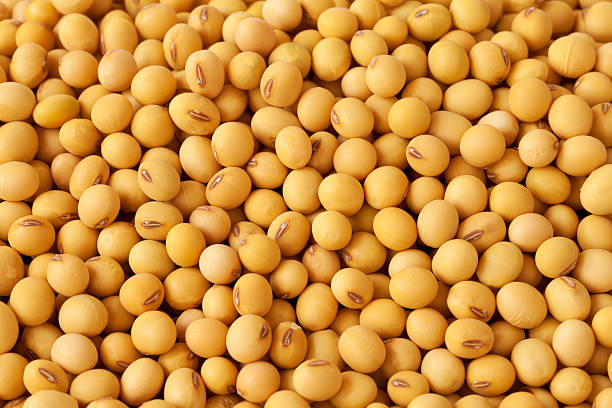 We buy sunflower seeds and soybeans in large quantities