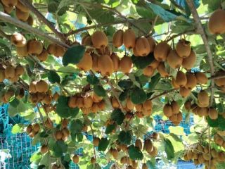 I am selling kiwifruit weighing between 70g and 150g