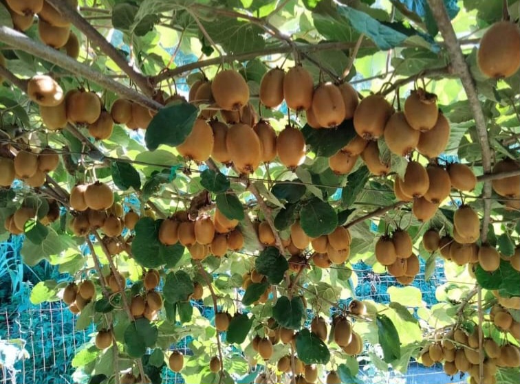 I am selling kiwifruit weighing between 70g and 150g in a family-grown orchard