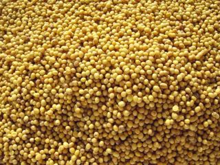 White mustard , packaged and in bulk . Packaged