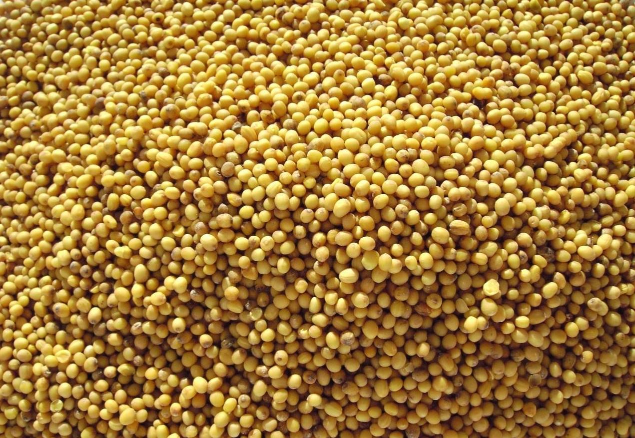 White mustard , packaged and in bulk