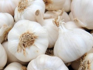 I would like to buy white garlic, maybe Spanish