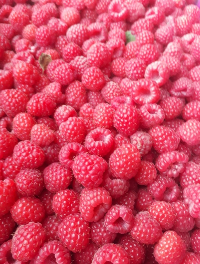 Bio Organic raspberry (the raspberry has an organic certificate of origin) Variety: Fertődi juicy Quantity: 5t Packaging 12kg Location and origin: Serbia