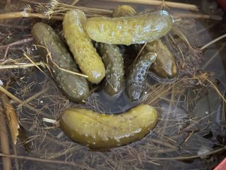 Pickled cucumber. Hello, I have to offer pickled cucumber
