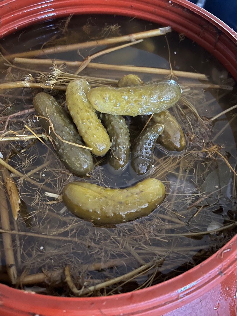 Pickled cucumber