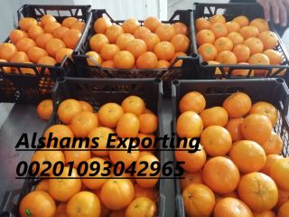 Navel orange : ( November to March ) Sizes