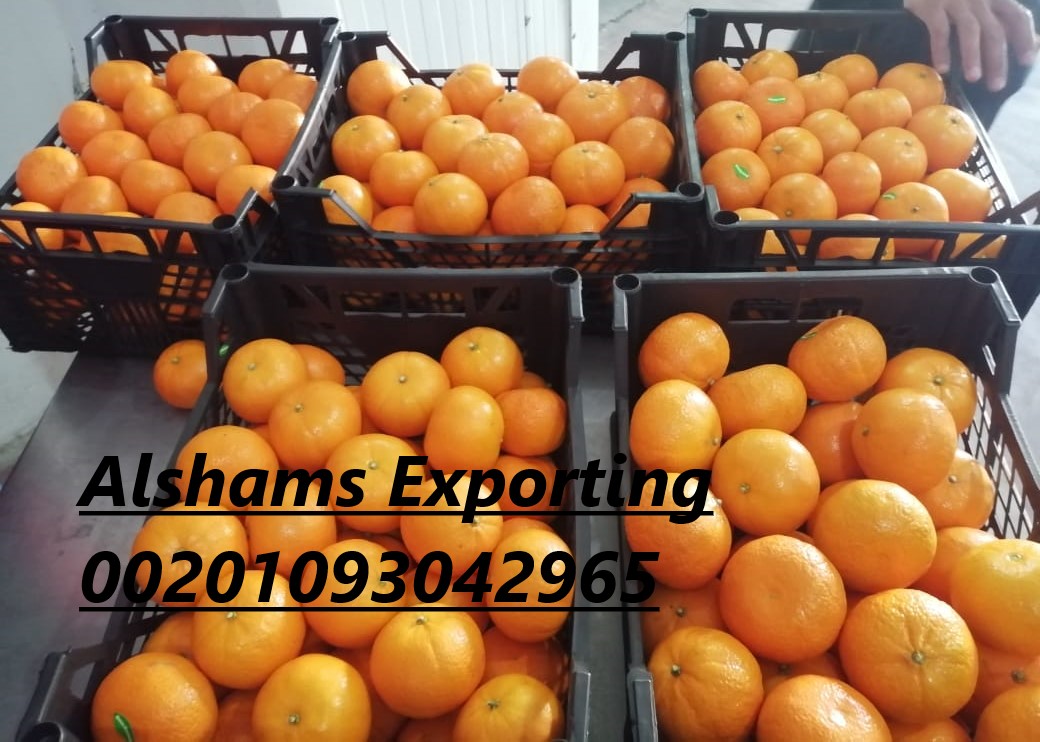 Navel orange : ( November to March ) Sizes : 44/ 48/ 56/ 64/ 72/ 80/ 88/ 100/ 105/ 113/ 125