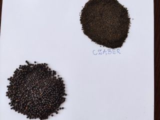 I will sell seeds of thyme, sage, savory, lemon