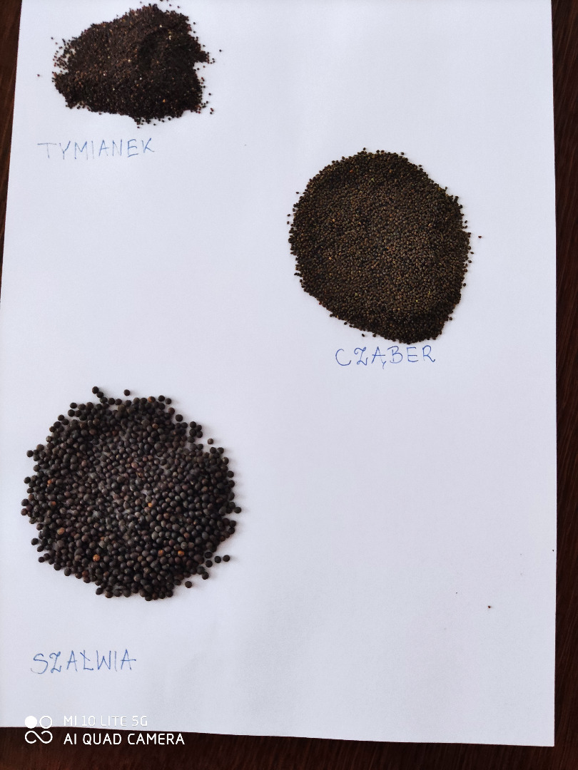 I will sell seeds of thyme, sage, savory, lemon balm