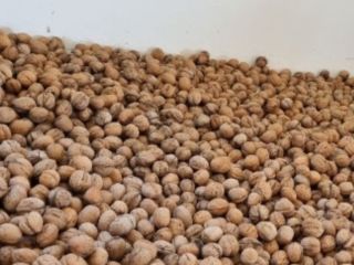 I'm selling BIO walnuts in the shell, very beautiful,