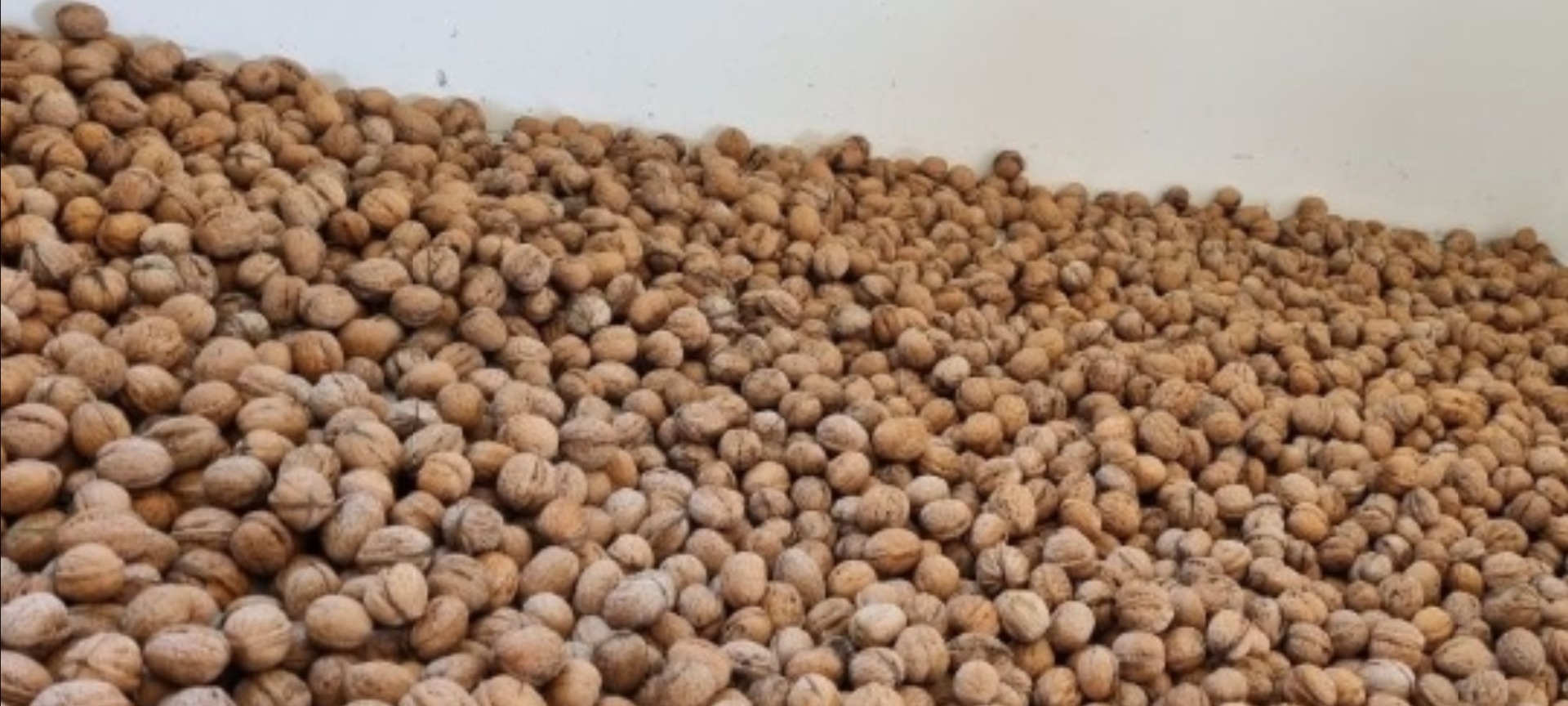 I'm selling BIO walnuts in the shell, very beautiful, easy to crack and very good to taste, more details at phone number