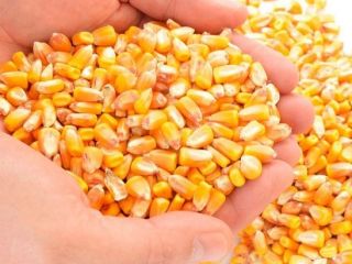 Sarı mısır, bir tatlı mısır çeşididir. Kulakları, ipek ve