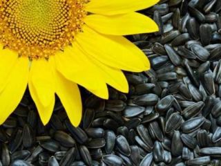 Black sunflower seeds (in shell). Made in Ukraine. Supply