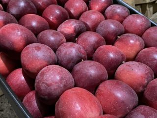 We are selling apples in all Europe. Price is