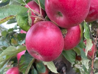 We have been engaged in the Apple industry for
