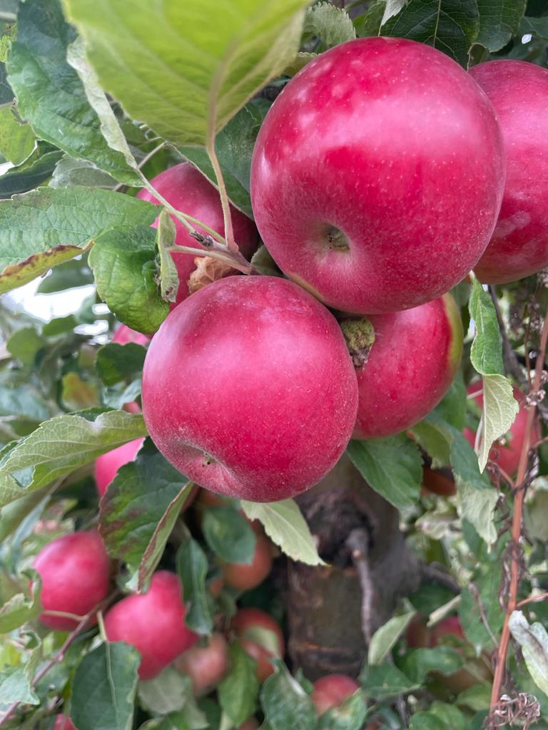 We have been engaged in the Apple industry for more then 20 years distributors/exporters We always have fresh with the highest quality seasonal fruits and