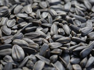 Black sunflower seeds. Made in Ukraine, the city of