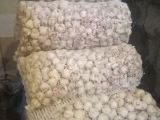 Hello, I am selling Garlic Harnaś, Broad-leaved, Russian, per