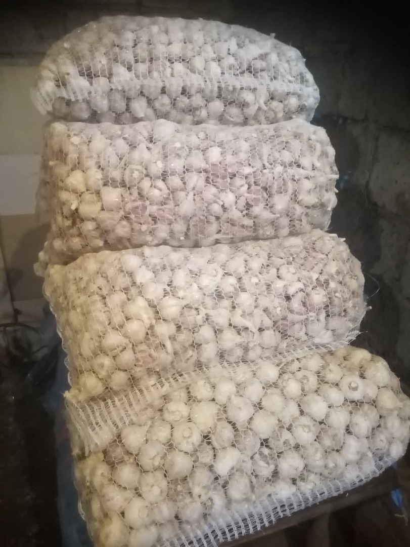 Hello, I am selling Garlic Harnaś, Broad-leaved, Russian, per kg total 510kg packed in 15 kg bags