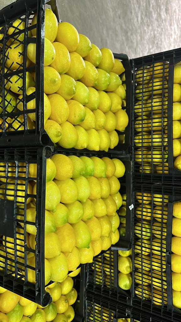 I WILL SELL A LEMON! QUANTITIES OF TIRS Class I Caliber: 3 / 4 Variety: Lamas Packed 10 kg in plastic boxes