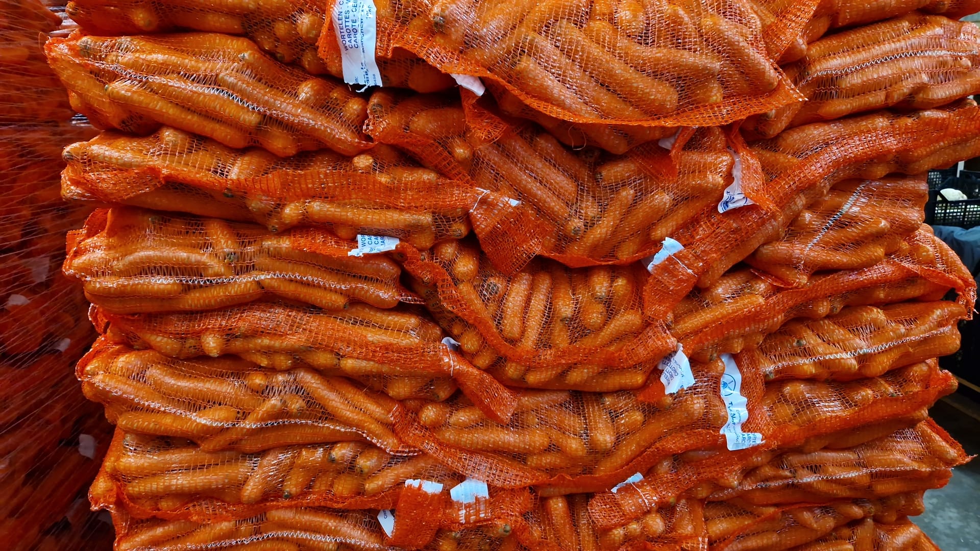 I WILL SELL CARROTS - COMMERCIAL QUALITY Packed in bags of 10 kg